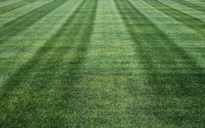 5 Steps of a Healthy Lawn