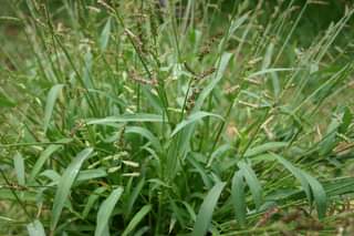 Barnyard grass – What’s its real name?