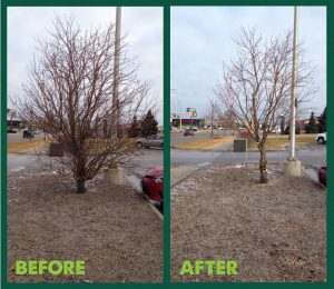 The Benefits TO YOU of Proper Tree Pruning