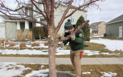 To Prune or not to Prune? Prune, it is!