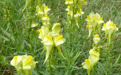 Weed of The Year: It’s the Yellow Toadflax